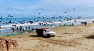 Craft fishermen bring in their nets, Playa Punta Bikini, 2024. Craft fishermen bring in their nets, Playa Punta Bikini, 2024.